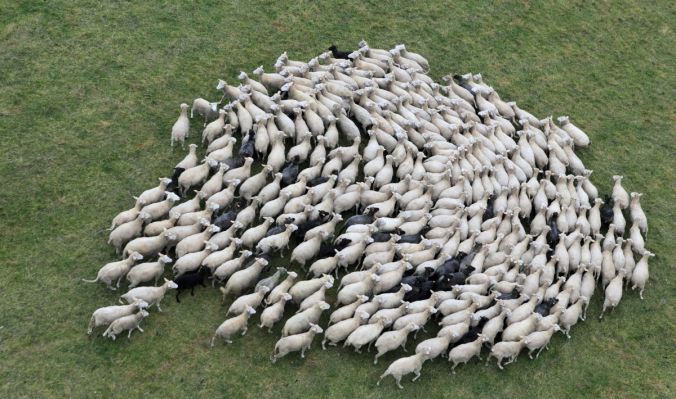 1431354848_effetto-gregge
